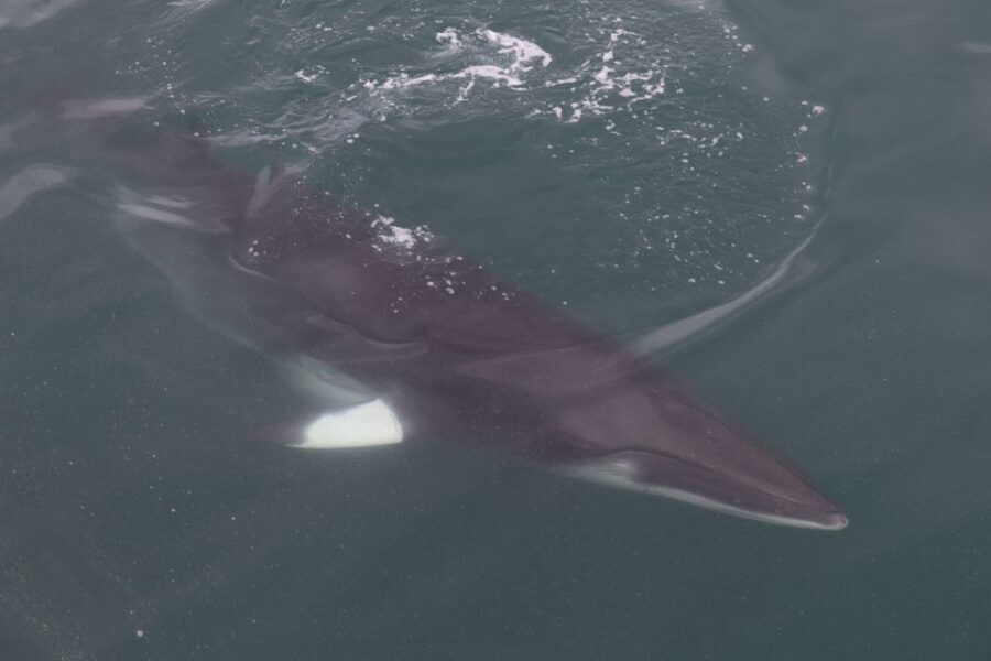 Reykjavik: Whale Watching Tour by RIB Boat - An In-Depth Look at the Reykjavik Whale Watching RIB Tour