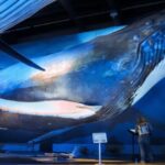 Reykjavik: Whale Watching Tour, Whales of Iceland Exhibition - Analyzing the Value and Practicality