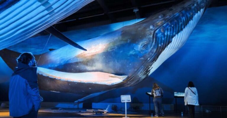 Reykjavik: Whale Watching Tour, Whales of Iceland Exhibition - Analyzing the Value and Practicality