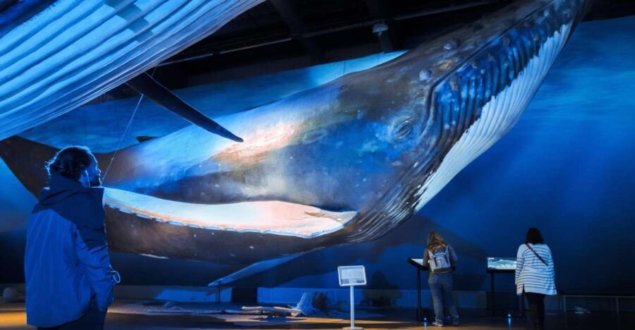 Reykjavik: Whale Watching Tour, Whales of Iceland Exhibition - Analyzing the Value and Practicality
