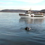 Reykjavik: Whale Watching Tour with Expert Guide - Who Will Love This Tour?
