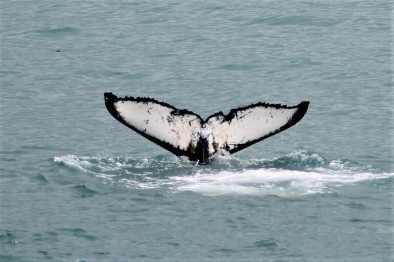 Reykjavik: Whale Watching Tour with Express Option - Exploring the Details — What to Expect from Start to Finish