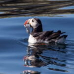 Reykjavik: Whales and Puffins Express Cruise Combo Tour - The Sum Up