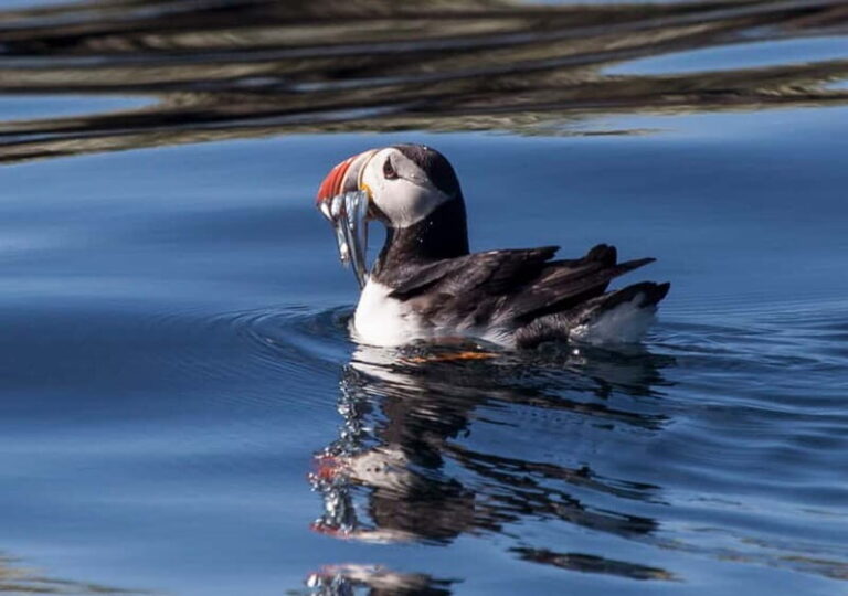 Reykjavik: Whales and Puffins Express Cruise Combo Tour - The Sum Up