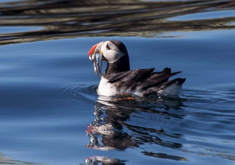 Reykjavik: Whales and Puffins Express Cruise Combo Tour - The Sum Up