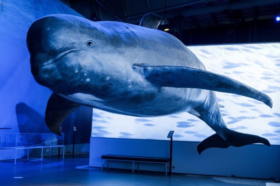 Reykjavik: Whales of Iceland Museum Entrance Ticket - Exploring the Museum: What to Expect and Why It Matters