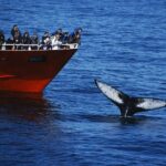 Reykjavik Whales & White Water Rafting Adventure - Who Will Love This Tour?