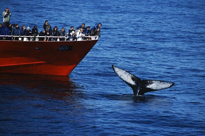 Reykjavik Whales & White Water Rafting Adventure - Who Will Love This Tour?