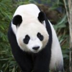 Rhenen: Ouwehands Zoo Entry Ticket - Why It’s Worth Your Time