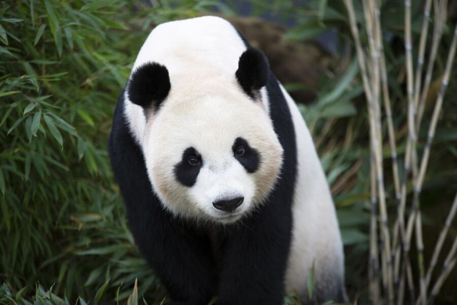Rhenen: Ouwehands Zoo Entry Ticket - Why It’s Worth Your Time