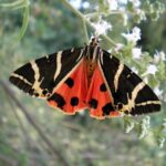 Rhodes: Butterfly Valley & Wine Tasting Tour (Small Group) - Final Thoughts: Is This Tour Worth It?
