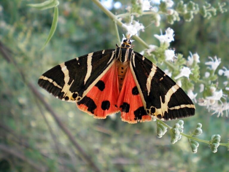 Rhodes: Butterfly Valley & Wine Tasting Tour (Small Group) - Final Thoughts: Is This Tour Worth It?