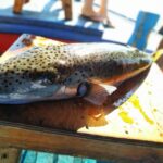 Rhodes Town: Fishing Boat Trip with Fish Meal and Swim Stops - Practical Details and What You Should Know