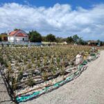 Rhodes:Explore the farm's paths & discover aloe vera & herbs - The Value of the Experience