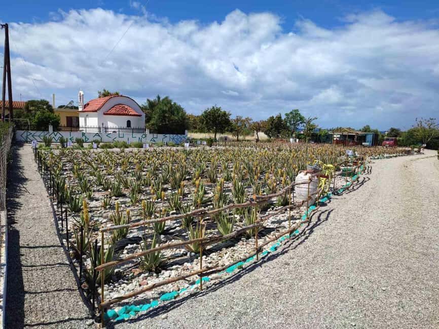 Rhodes:Explore the farm's paths & discover aloe vera & herbs - The Value of the Experience