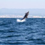 Ria Formosa: Dolphin-Watching Boat Tour - The Experience: What to Expect on the Water