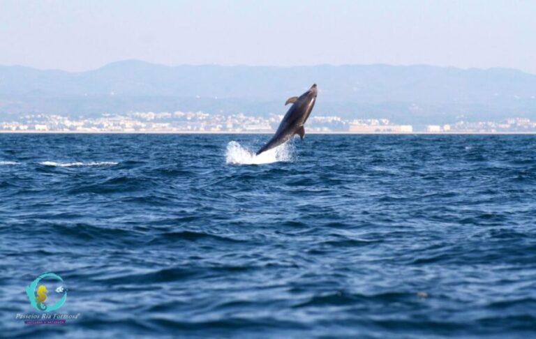 Ria Formosa: Dolphin-Watching Boat Tour - The Experience: What to Expect on the Water