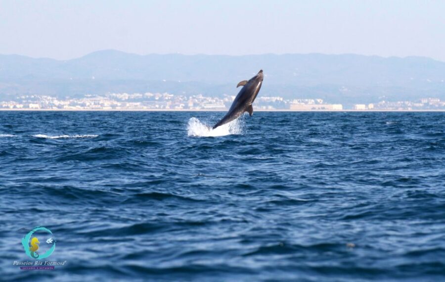 Ria Formosa: Dolphin-Watching Boat Tour - The Experience: What to Expect on the Water