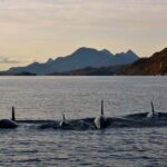 RIB Sea Eagle Safari Trollfjord Cruise - The Sum Up