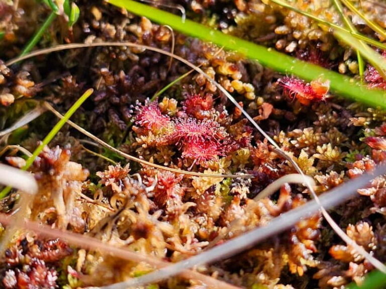 Riga: Best of Kemeri National Park In One Day - Exploring the Kemeri National Park Tour in Detail