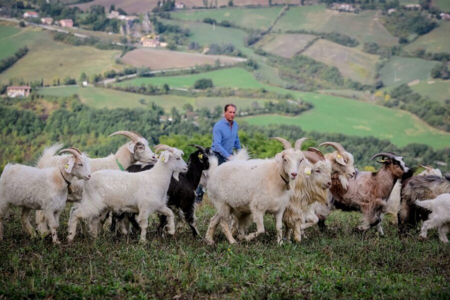 Rimini: San Leo Cashmere Farm Experience - A Genuine Look at the San Leo Cashmere Farm