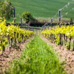 Rimini: San Valentino DOC Wine Tastings - The Sum Up