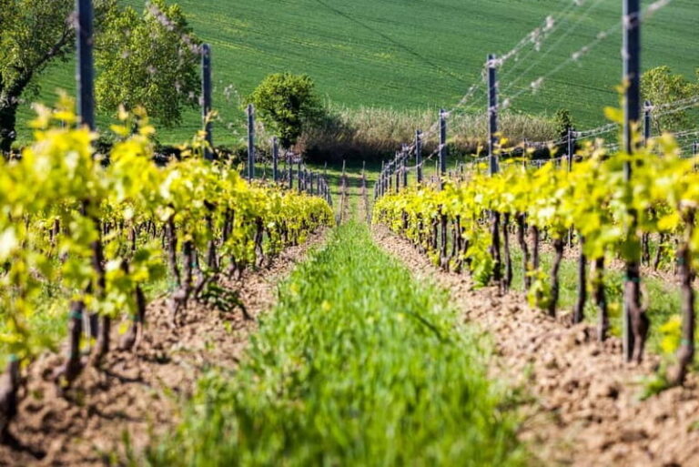 Rimini: San Valentino DOC Wine Tastings - The Sum Up