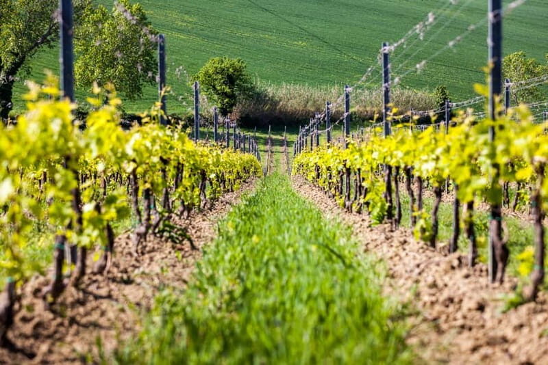 Rimini: San Valentino DOC Wine Tastings - The Sum Up