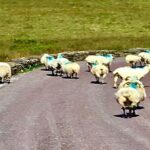 Ring of Kerry private Tour from Killarney, Car or minibus - Who Will Love This Tour?