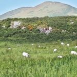 Ring of Kerry & Skellig Ring - Private Mini Bus Tour - A Deep Dive Into the Experience