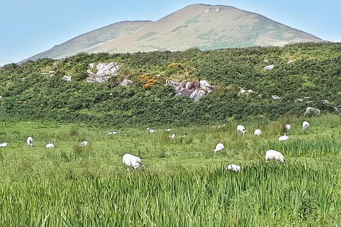 Ring of Kerry & Skellig Ring - Private Mini Bus Tour - A Deep Dive Into the Experience