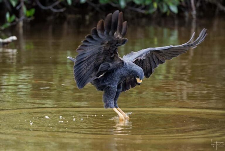 Rio Lagartos and Las Coloradas: EcoSafari Flamingo Luxury - Why This Tour Offers Great Value