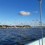 Rio Lagartos and San Felipe: Isla Cerritos, Cenote Kambulnah and Pesca. - Exploring the Natural Wonders of Rio Lagartos and San Felipe