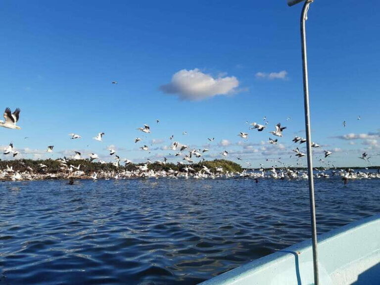 Rio Lagartos and San Felipe: Isla Cerritos, Cenote Kambulnah and Pesca. - Exploring the Natural Wonders of Rio Lagartos and San Felipe