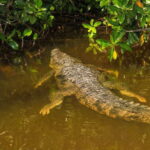 Rio Lagartos: Boat Tour through the Nature Reserve - Exploring the Heart of Rio Lagartos