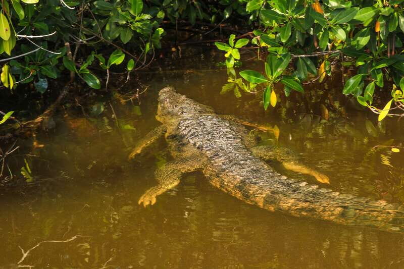 Rio Lagartos: Boat Tour through the Nature Reserve - Exploring the Heart of Rio Lagartos