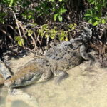 Rio Lagartos Expedition: boat journey through the mangrove - Practical Details and What to Expect