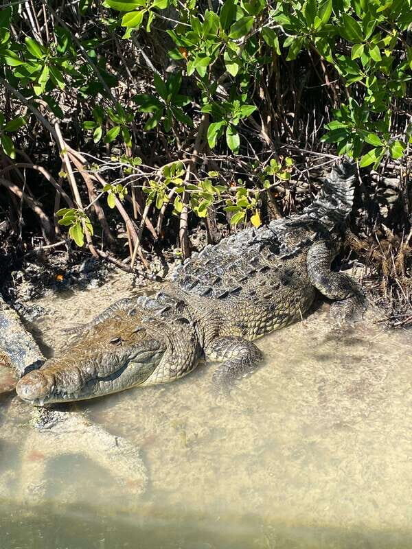 Rio Lagartos Expedition: boat journey through the mangrove - Practical Details and What to Expect
