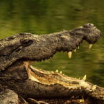 Rio Lagartos: Wondeful Pink Waters and Boat Ride - Explore Yucatán’s Natural Wonders with a Well-Balanced Day