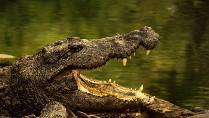 Rio Lagartos: Wondeful Pink Waters and Boat Ride - Explore Yucatán’s Natural Wonders with a Well-Balanced Day