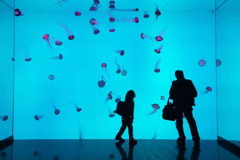 Ripley's Aquarium: Sharks After Dark Entry (After 5PM) - Final Thoughts