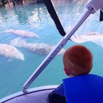 River Cruise with Manatee Viewing - A Closer Look at the Experience in Crystal River
