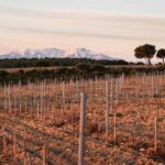 Rivesaltes - Secrets du Terroir and Unique Wine Tasting! - Exploring the Heart of Rivesaltes: What’s Included and What to Expect
