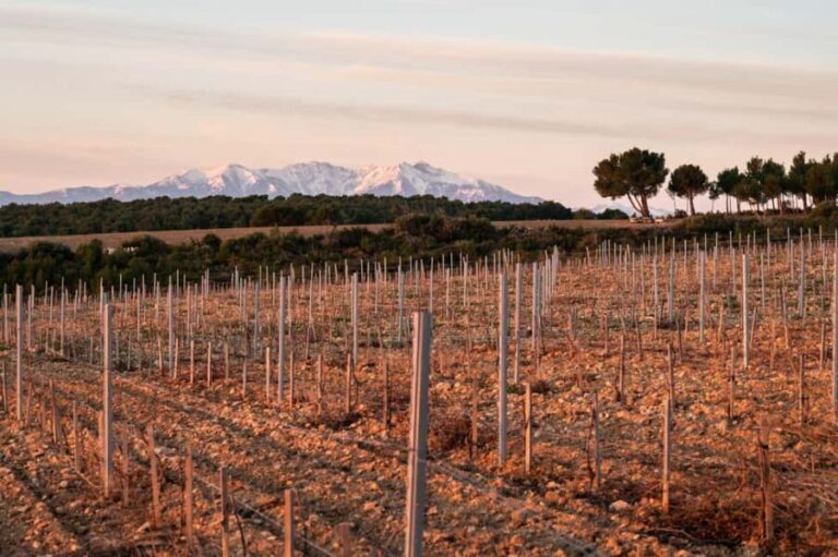 Rivesaltes - Secrets du Terroir and Unique Wine Tasting! - Exploring the Heart of Rivesaltes: What’s Included and What to Expect