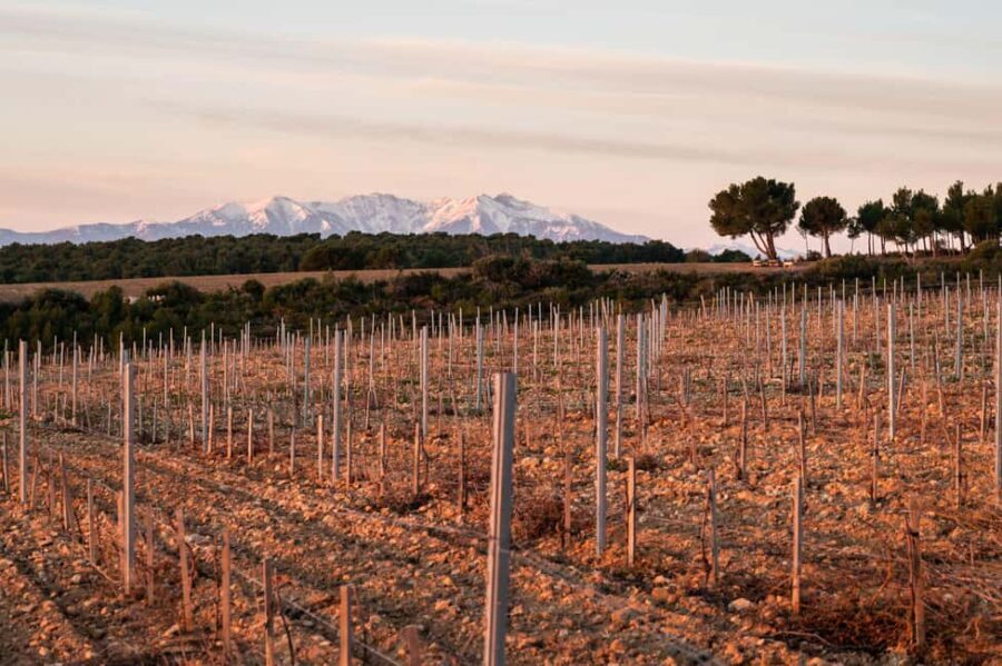 Rivesaltes - Secrets du Terroir and Unique Wine Tasting! - Exploring the Heart of Rivesaltes: What’s Included and What to Expect