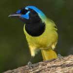Riviera Maya: Puerto Morelos 4-Hour Bird Watching Tour - A Detailed Look at the Puerto Morelos Bird Watching Tour