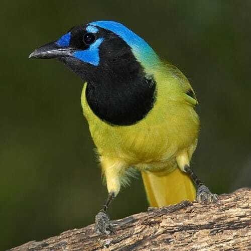Riviera Maya: Puerto Morelos 4-Hour Bird Watching Tour - A Detailed Look at the Puerto Morelos Bird Watching Tour