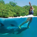 Riviera Maya: Swim with dolphins Primax - Authentic Insights from Visitors