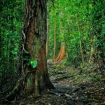 Road to Hana Halfway Tour - FAQ