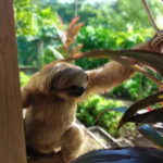 Roatán: Private Monkey and Sloth Sanctuary Tour - A Deep Dive into Roatán’s Wildlife Sanctuaries